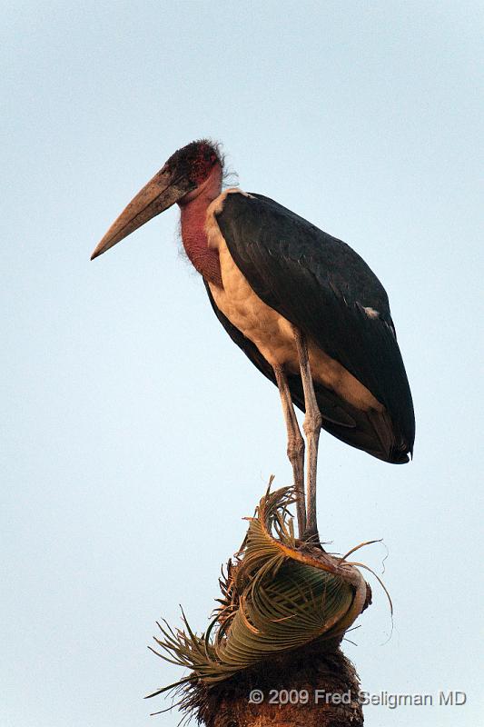 20090614_081622 D300 X1.jpg - Please e-mail me if you know the names of any of these birds